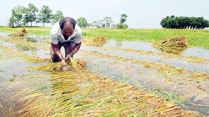 বন্যাপরবর্তী কৃষি পুনর্বাসন