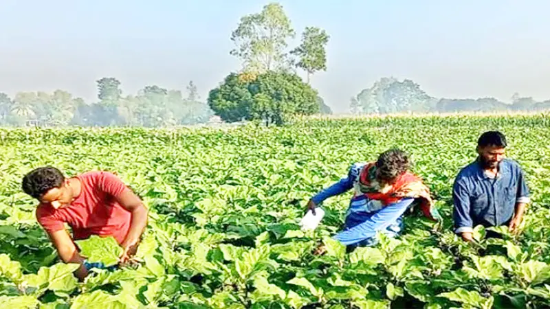 সবজির দামে ক্রেতা খুশি- হতাশ কৃষক