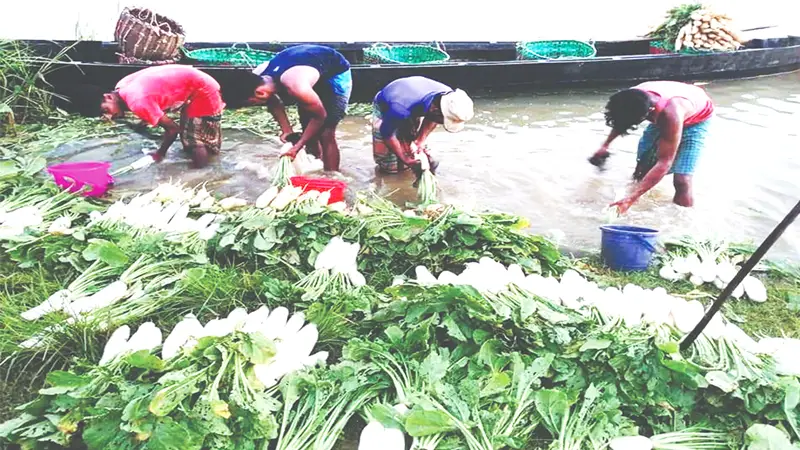 সবজির দরপতনে দিশাহারা কৃষক