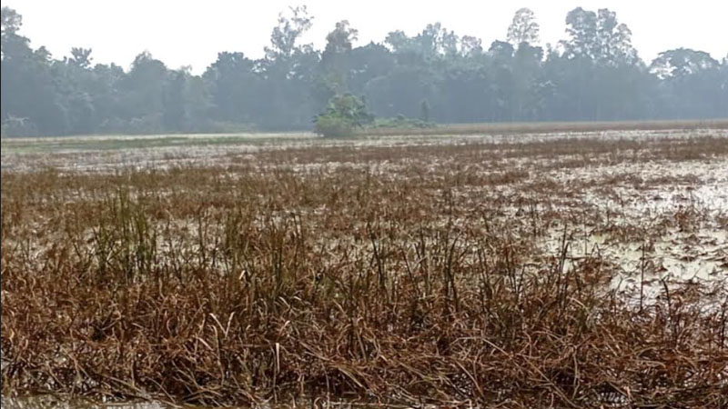 ‘কষ্ট করে ধান আবাদ করেছিলাম সব নষ্ট হয়ে গেছে’