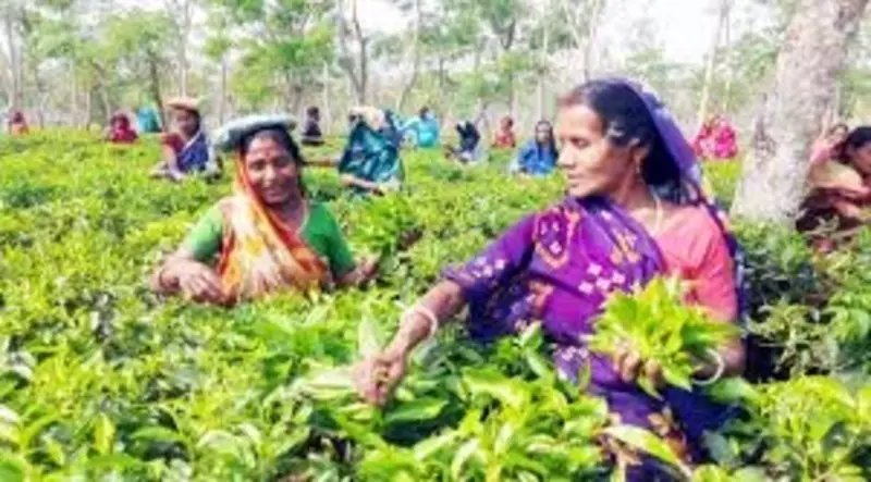 শ্রীগোবিন্দপুর চা বাগানে আনুষ্ঠানিকভাবে চা পাতা চয়ন শুরু