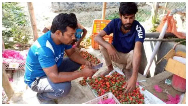 স্ট্রবেরি চাষ করে মাসে আয় লাখ টাকা