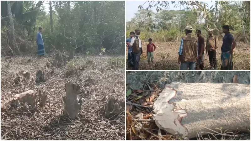 সংরক্ষিত বনাঞ্চলের গাছ কাটা ও জমি দখলের অভিযোগে বন বিভাগের চারটি মামলা দায়ের