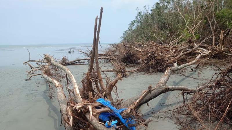 ধীরে ধীরে উজাড় হচ্ছে টেংরাগিরি বনাঞ্চল  হুমকির মুখে জীববৈচিত্র্য