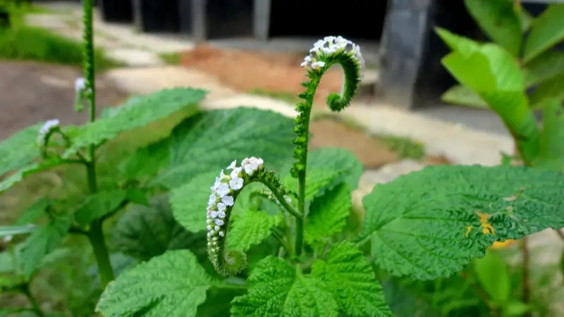 হাতির মত দেখতে গাছটির উপকারিতা জেনে অবাক হবেন