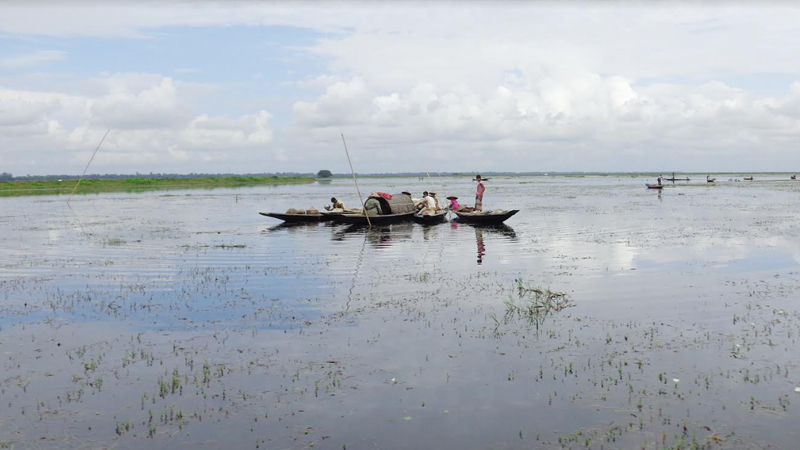 হবিগঞ্জে বন্যায় রোপা ও বোনা আমনে বড় ধাক্কা