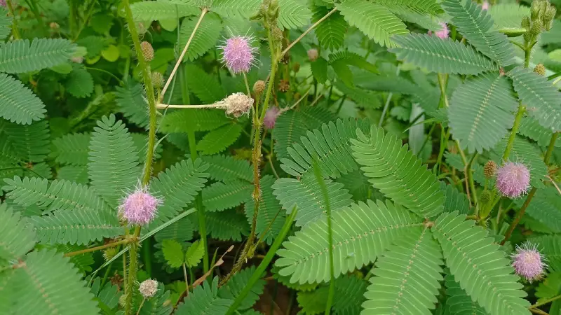 ঔষধি গাছ লজ্জাবতীর জাদু