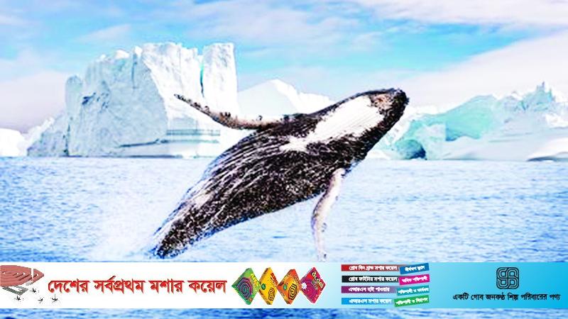 গ্রিনল্যান্ড স্বাধীন হতে পারে, মার্কিন রাজ্য নয় ॥ ডেনমার্ক