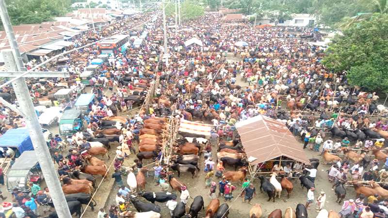 মহাসড়কে গরুরহাট, দুর্ভোগ