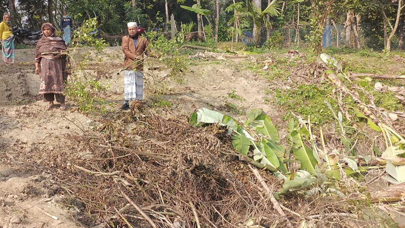 কালকিনিতে কৃষকের শতাধীক ফলের গাছ কেটে নেয়ার অভিযোগ