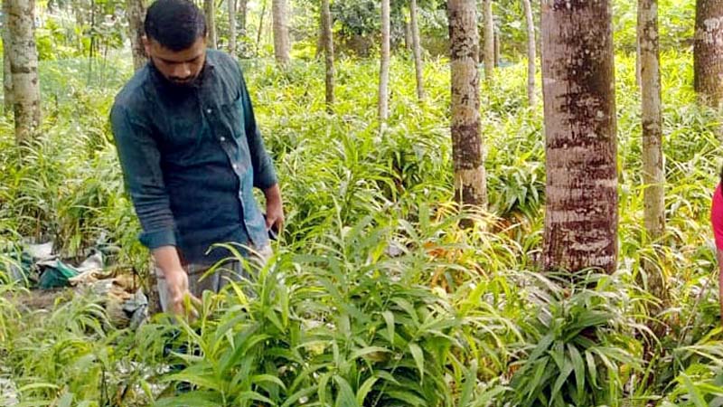 আমদানি নির্ভর কৃষি পণ্য দেশেই উৎপাদন 