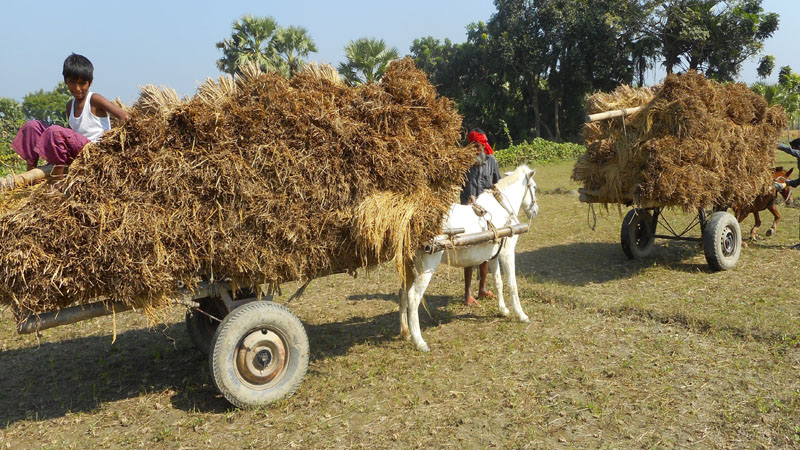 মাগুরায়  গোখাদ্য বিচালীর অস্বাভাবিক মূল্য বৃদ্ধি, কৃষক বিপাকে