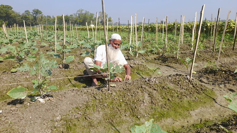 নাঙ্গলকোটের কৃষকেরা সবজি চাষে ব্যস্ত সময় পার করছেন