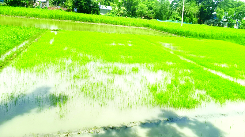 আমতলীতে বীজ সংকট, চড়া দামে বিক্রি