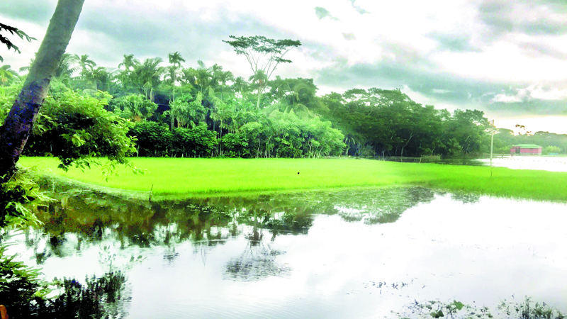 ধানের চারা সংকটের শঙ্কায় কৃষক