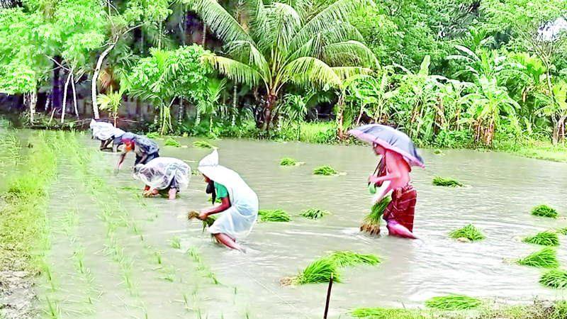 লালমোহনে আমন চারা রোপণে ব্যস্ত কৃষক