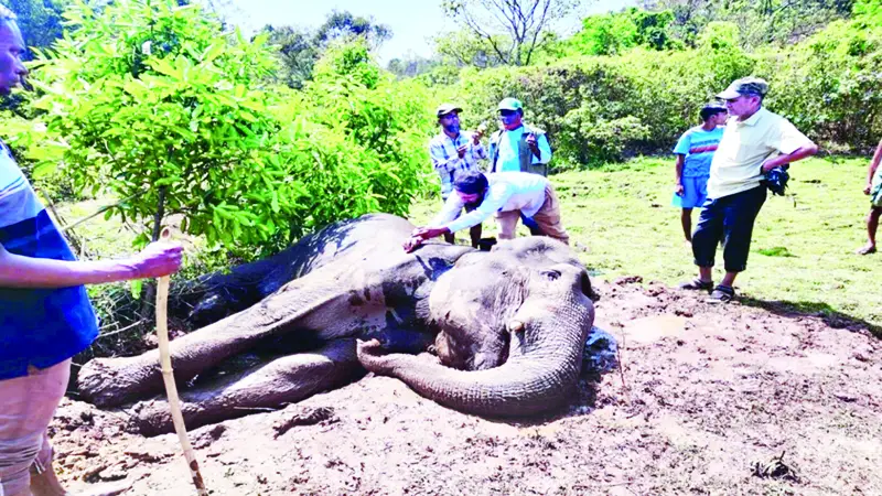 কাদায় আটকেপড়া হাতি ৭২ ঘণ্টায়ও বনে ফেরানো সম্ভব হয়নি