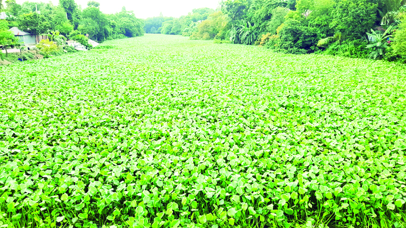 চাটমোহরে কচুরিপানায় বড়াল নৌপথ বন্ধ