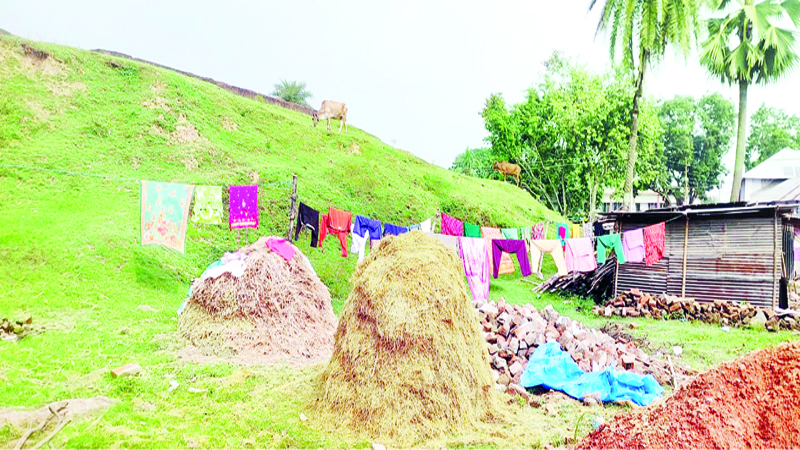 ঐতিহাসিক হলুদ বিহার এখন গবাদি পশুর চারণভূমি