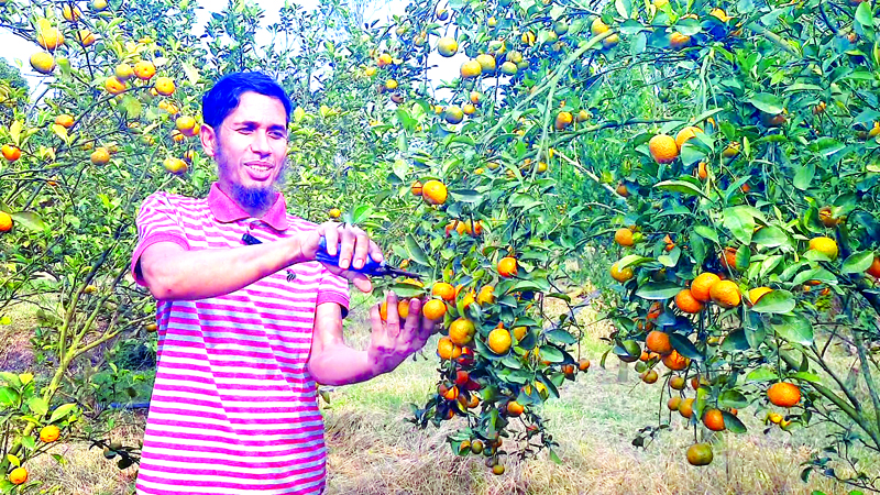 চায়না কমলা চাষে দেলোয়ারের বছরে আয় চার লাখ টাকা