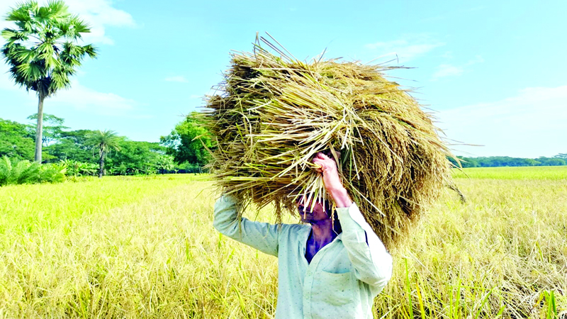 আমনের বাম্পার ফলনে কৃষকের মুখে হাসি