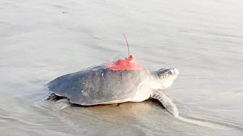 চার সামুদ্রিক মা কাছিমের পিঠে স্যাটেলাইট স্থাপন করে অবমুক্ত