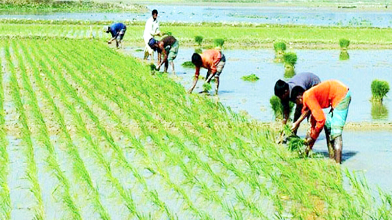 হবিগঞ্জে ৩ লাখ ৭৬ হাজার টন রোপা আমন ধান উৎপাদনের সম্ভাবনা