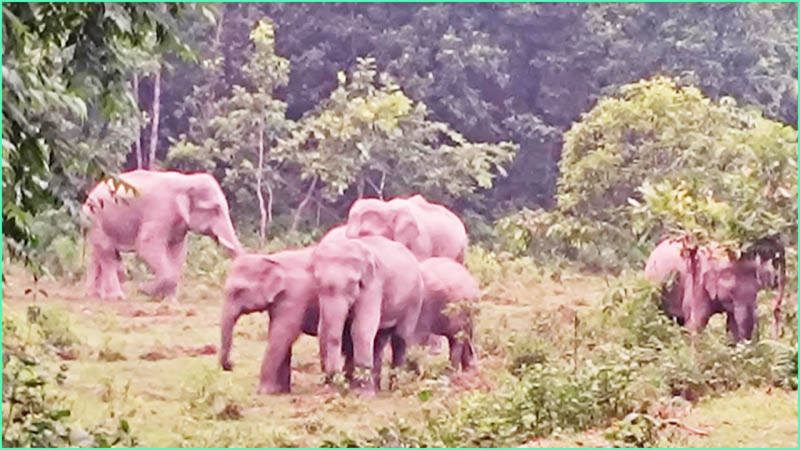 বন্যহাতির অব্যাহত তাণ্ডবে ফসলের খেত সাবাড়