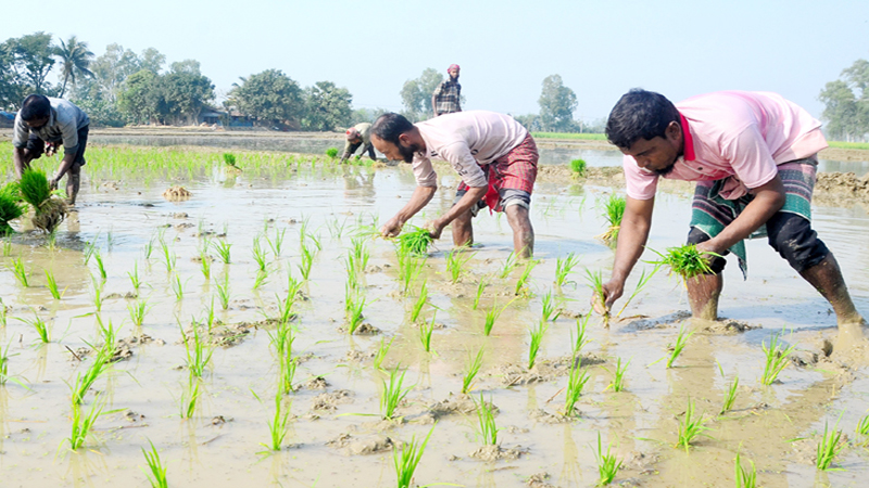 বগুড়ায় বোরো আবাদে ব্যস্ত কৃষক