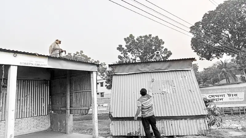 রাজবাড়ীতে খাদ্যের সন্ধানে লোকালয়ে কালোমুখ হনুমান