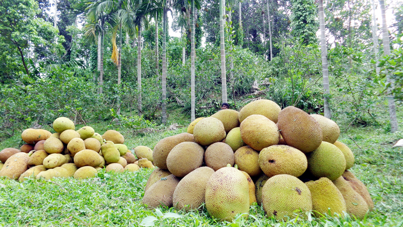 হবিগঞ্জে কাঁঠালের ভালো ফলন