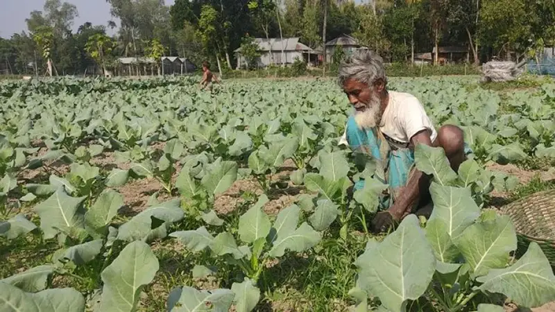 ঘাটাইলে সবজি চাষিরা দেউলিয়ার পথে