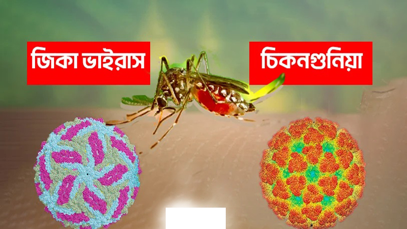 ডেঙ্গুর পাশাপাশি নতুন আতঙ্ক জিকা, চিকুনগুনিয়া