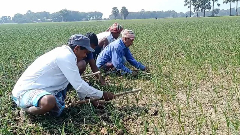 রাজবাড়ীতে পেঁয়াজ রোপণ নিয়ে দুশ্চিন্তায় চাষিরা