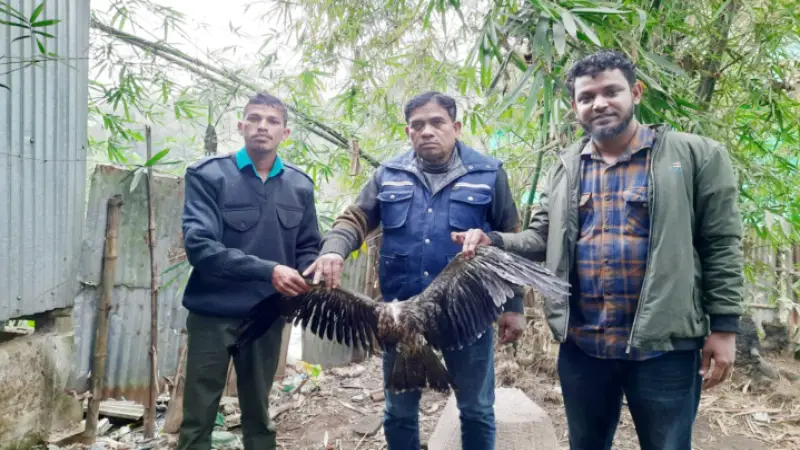 বিরল প্রজাতির সোনালি ঈগল পাখি উদ্ধার