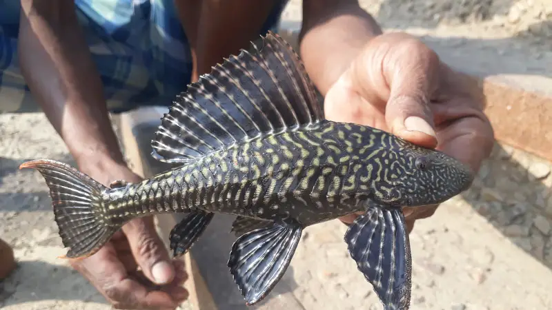 বুড়িগঙ্গার সাকার ফিশ ‘সাফ’ করার মিশনে ফজলু মিয়া!