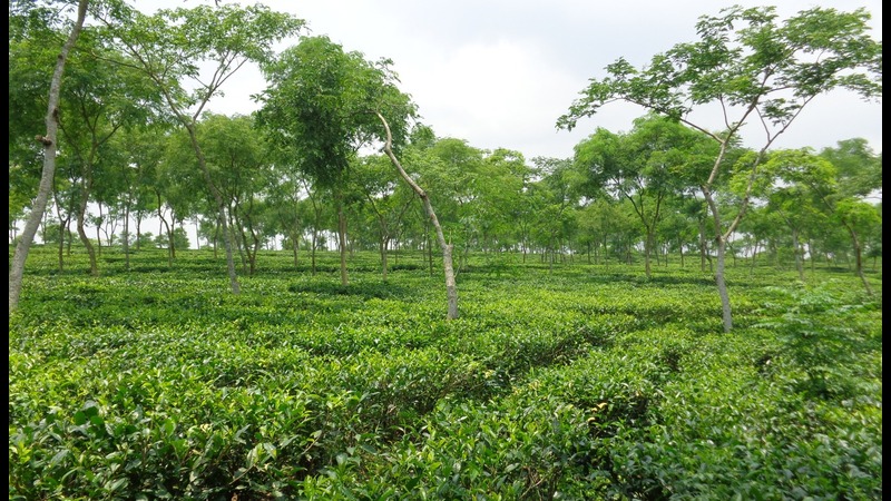 বেতন বন্ধে চা শ্রমিকদের মানবেতর জীবন