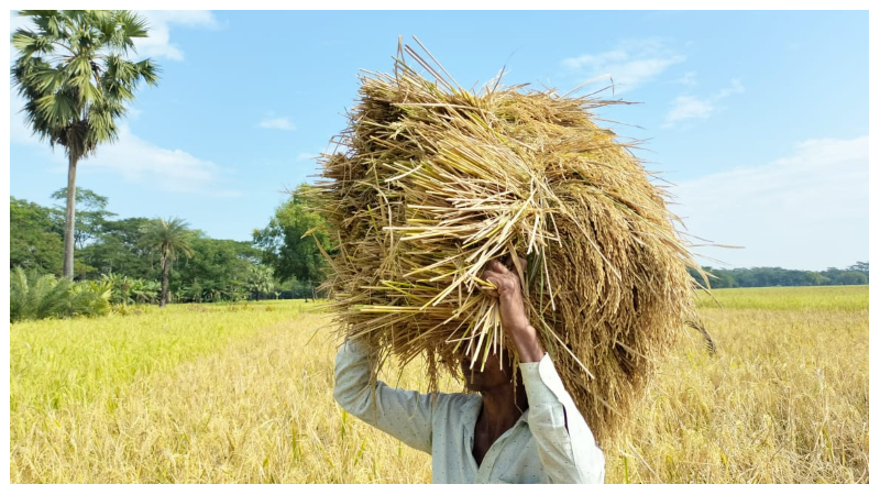 আমন ধানের বাম্পার ফলনে কৃষকের মুখে হাসি