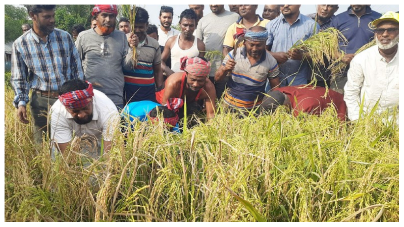 বাগেরহাটে কৃষকের ধান কেটে দিলেন বিএনপির নেতাকর্মী