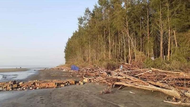 দিন দিন উজাড় হচ্ছে বরগুনার টেংরাগিরি বন, অস্তিত্ব রক্ষার শঙ্কায় স্থানীয়রা