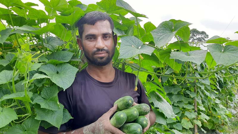 হাইব্রিড জাতের শসা চাষে লাভবান কৃষক তৌহিদ মিয়া 