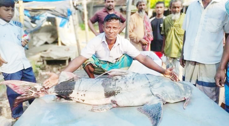 যমুনার ৩৯ কেজি ওজনের বাঘাইড় বাজারে