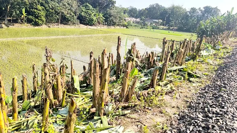 এবার যুবলীগ কর্মীরা কেটে দিল কৃষকের পাঁচ শতাধিক কলাগাছ!