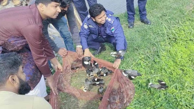 শিকারির ফাঁদে আটকে থাকা ১২শ পাখি অবমুক্ত