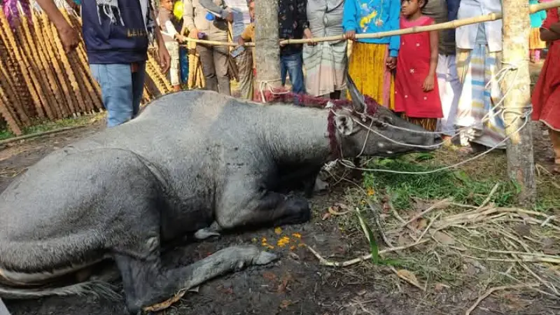 নাটোরে বিরল নীলগাই উদ্ধার!