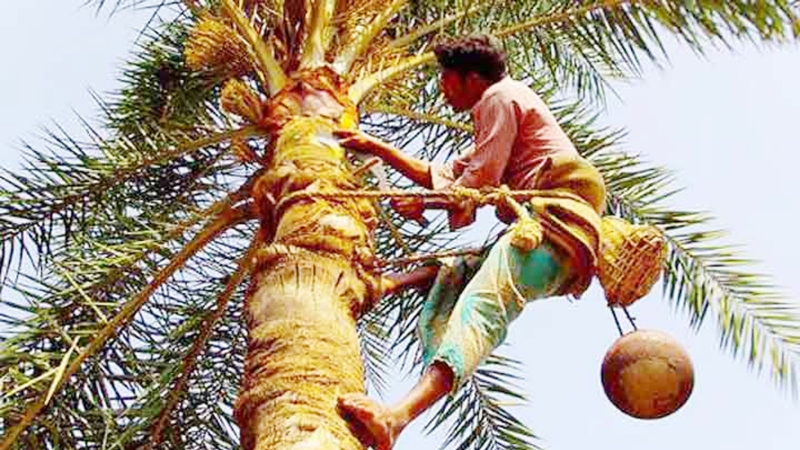 হারাতে বসেছে খেজুর রস!