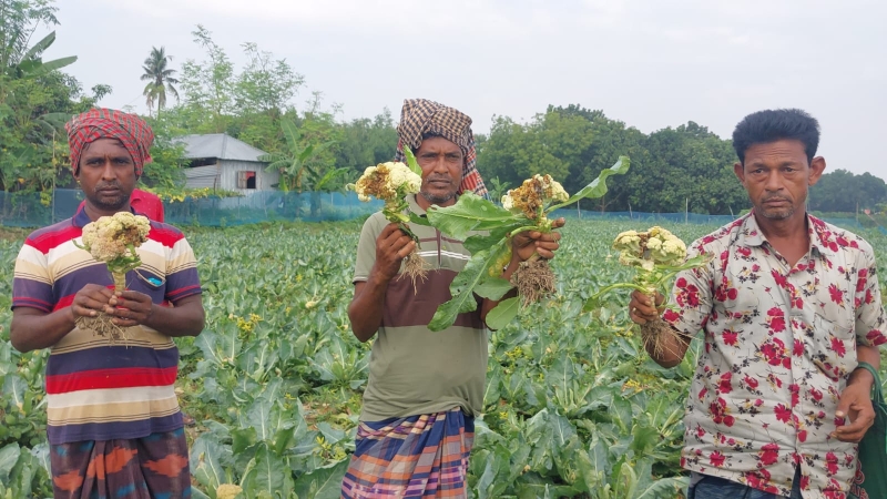 রাজশাহীতে ছত্রাকনাশকে ১৫ বিঘা জমির ফুলকপিতে পচন, ৩৫ লাখ টাকার ক্ষতি