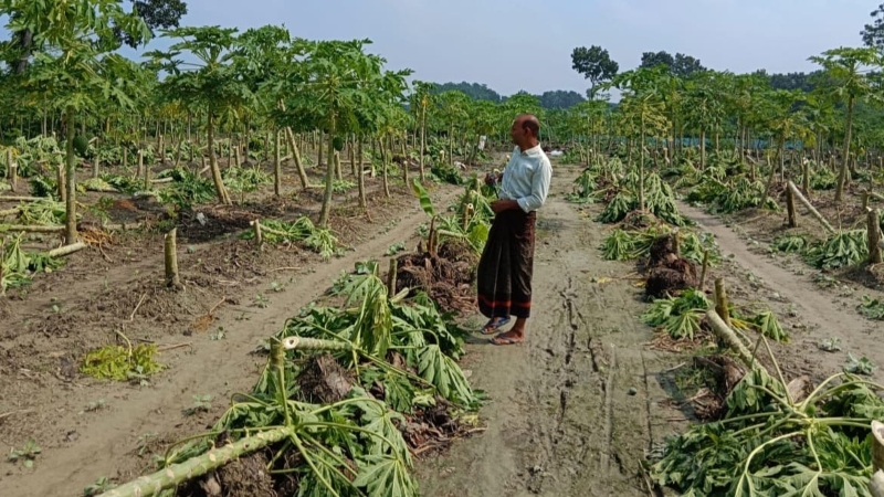 ৭ বিঘা জমির পেঁপে গাছ  কেটে দিলো দুর্বৃত্তরা