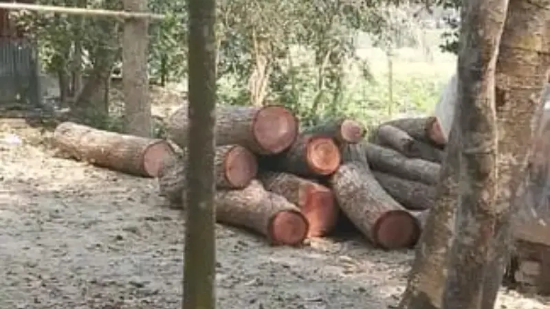 সরকারি গাছ কেটে নিলেন আওয়ামী লীগ নেতা