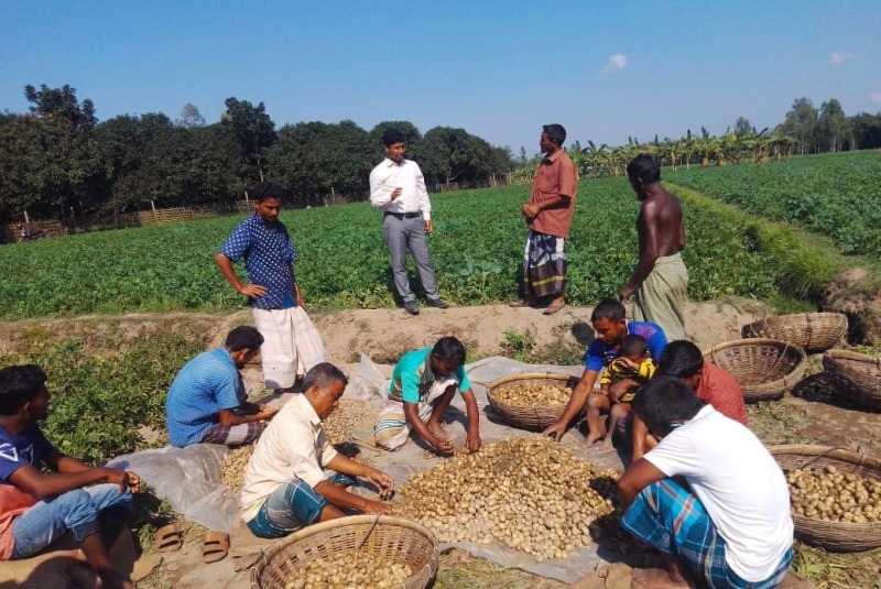 নতুন আলু উত্তোলন কেজি প্রতি ৯০ টাকা